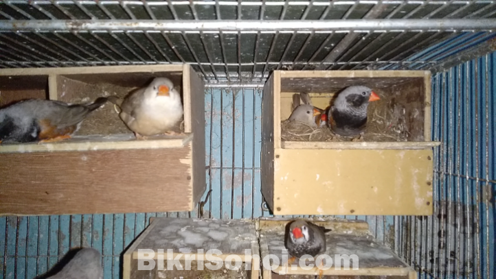 Finch Running (Colony)